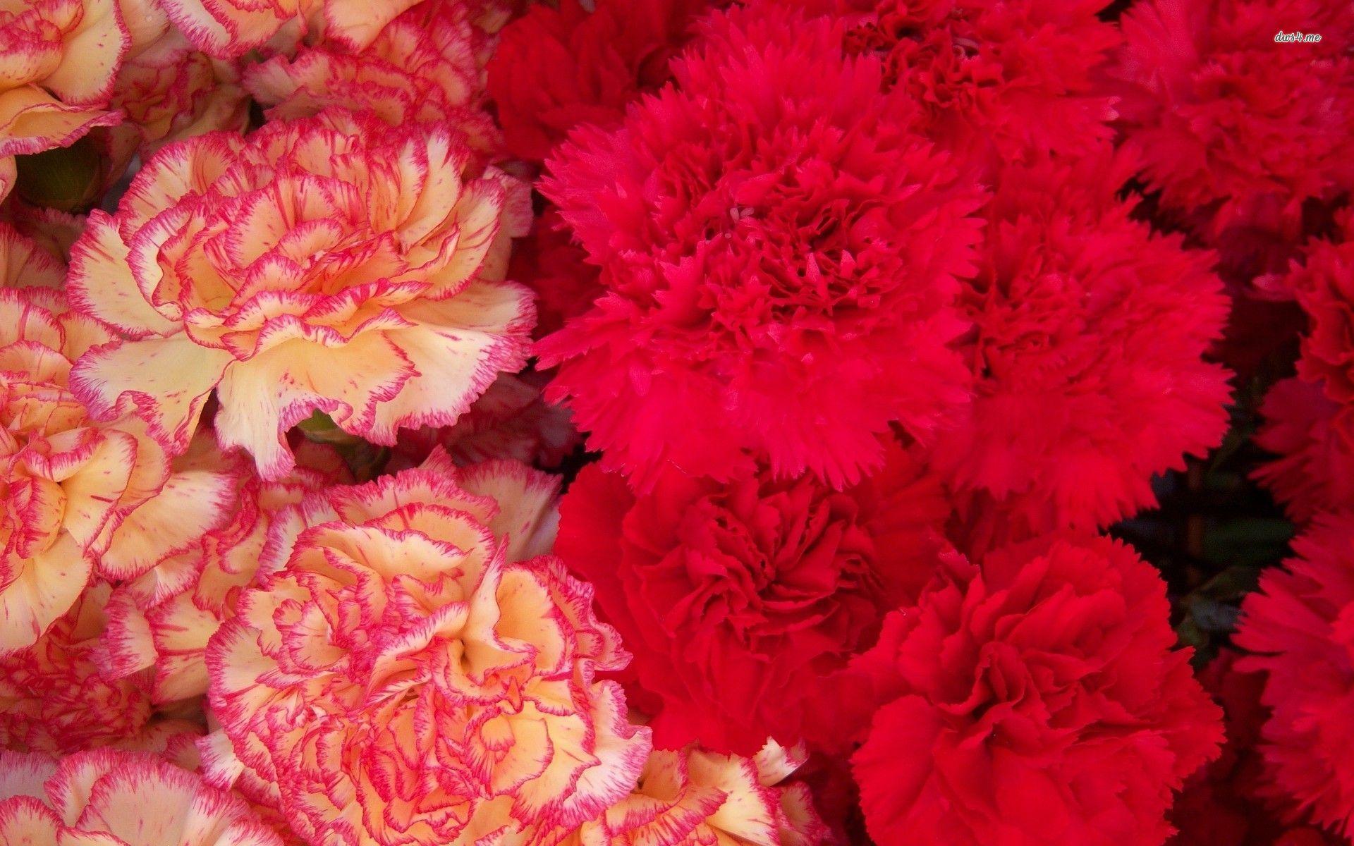 Red and pink carnations wallpaper wallpaper
