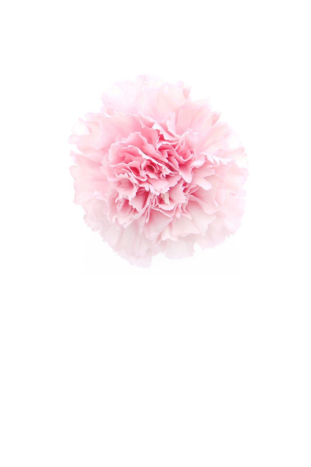 pink carnation (mary jo hoffman). iPhone wallpaper. Pink