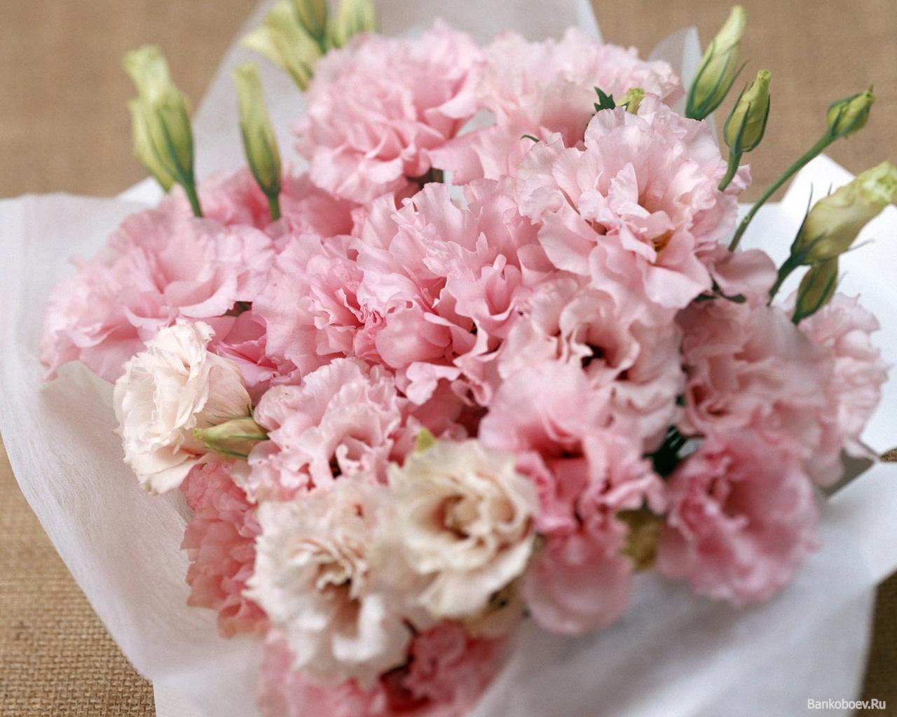 Pink Carnation (Color) Photo