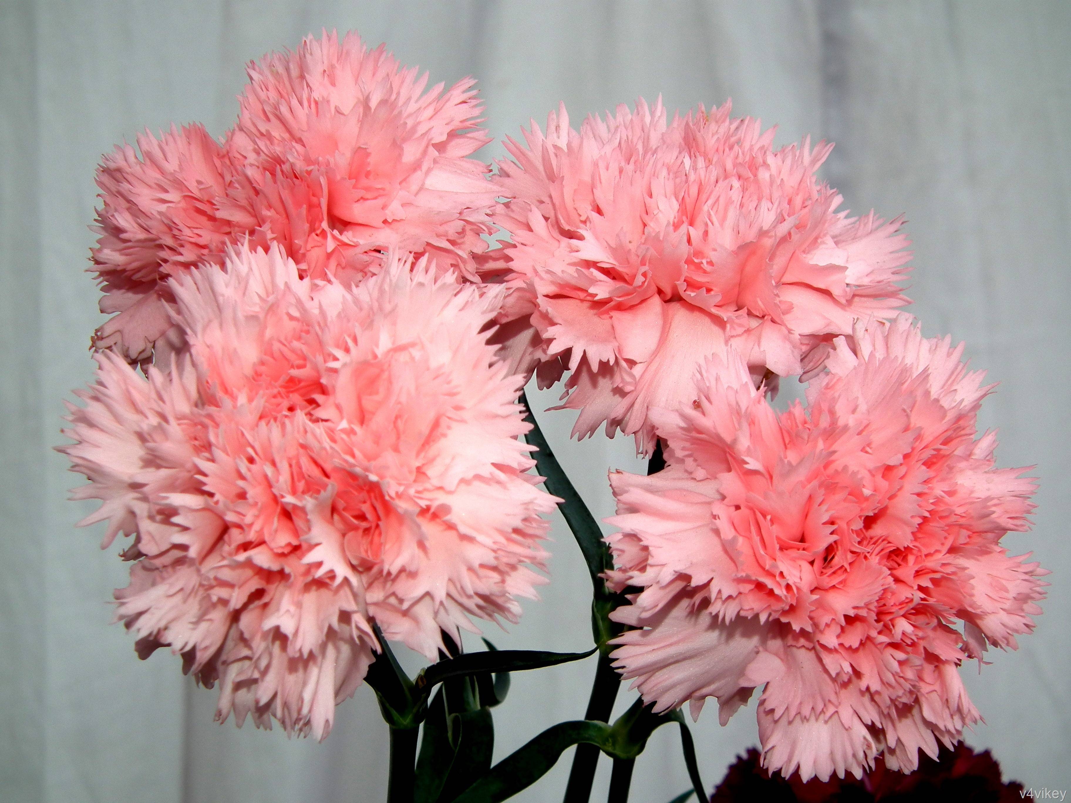Pink Carnation Flowers Wallpaper « Wallpaper Tadka
