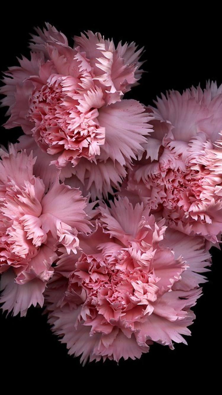 Flowers black background pink carnations Wallpaper
