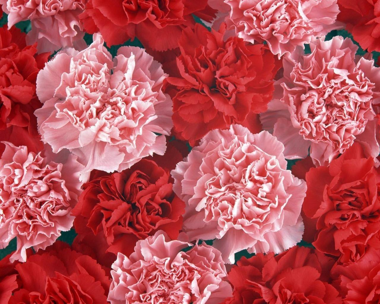 1280x1024 Carnation, Buds, Red, Pink wallpaper