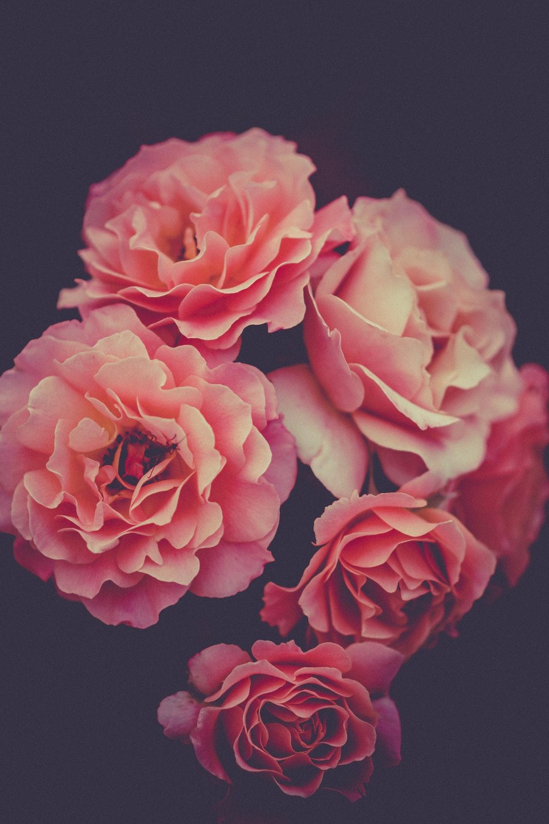 Pink Carnation Picture. Download Free Image