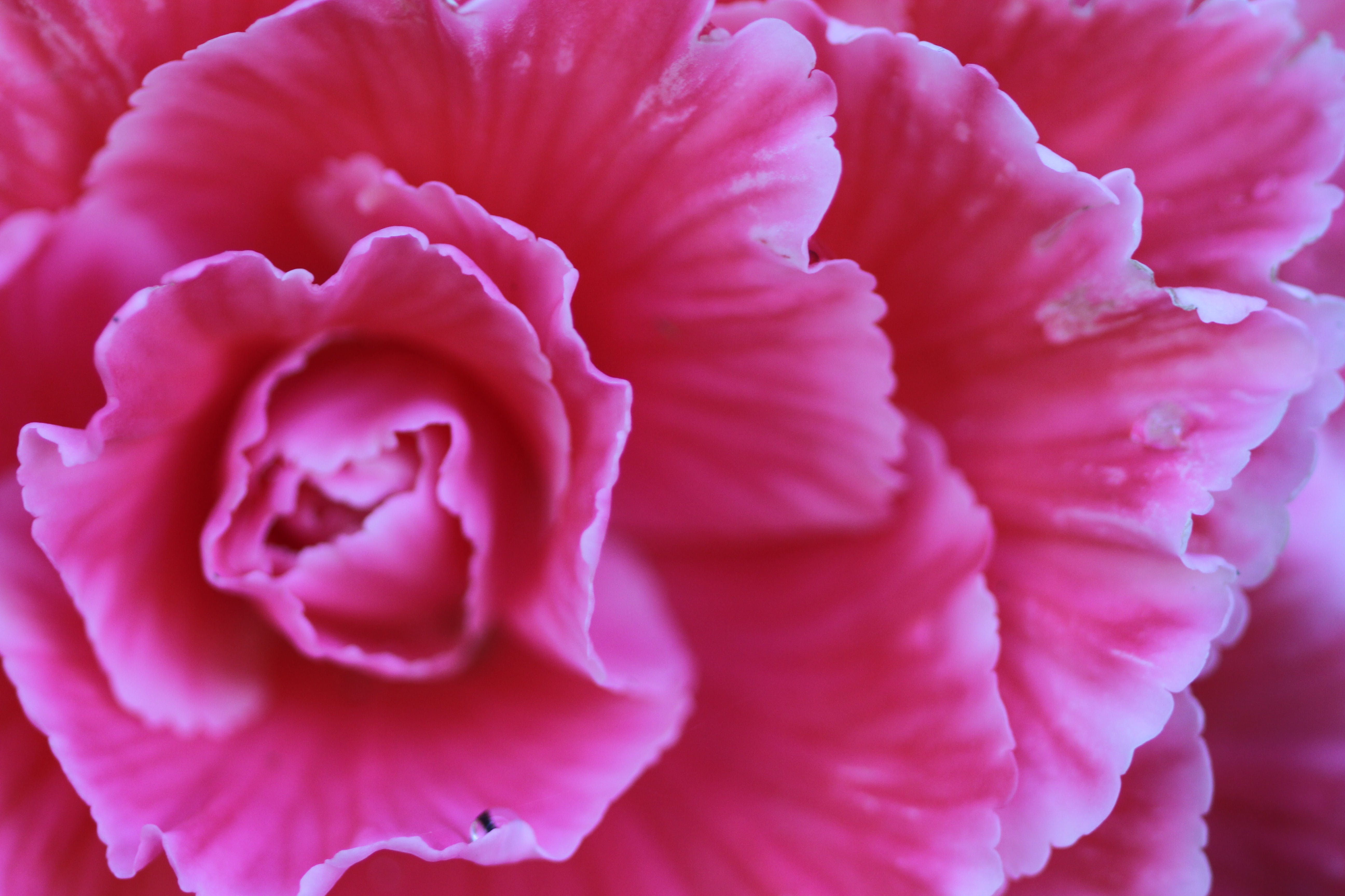 Closeup Photography Of Pink Carnation Flower