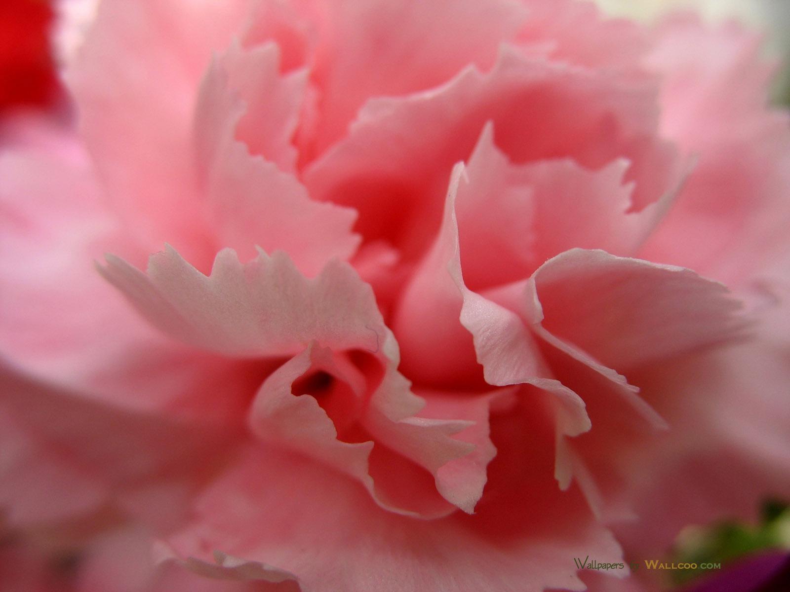Flower: Close Up Pink Carnation Petals Bloom Nature Flower Abstract