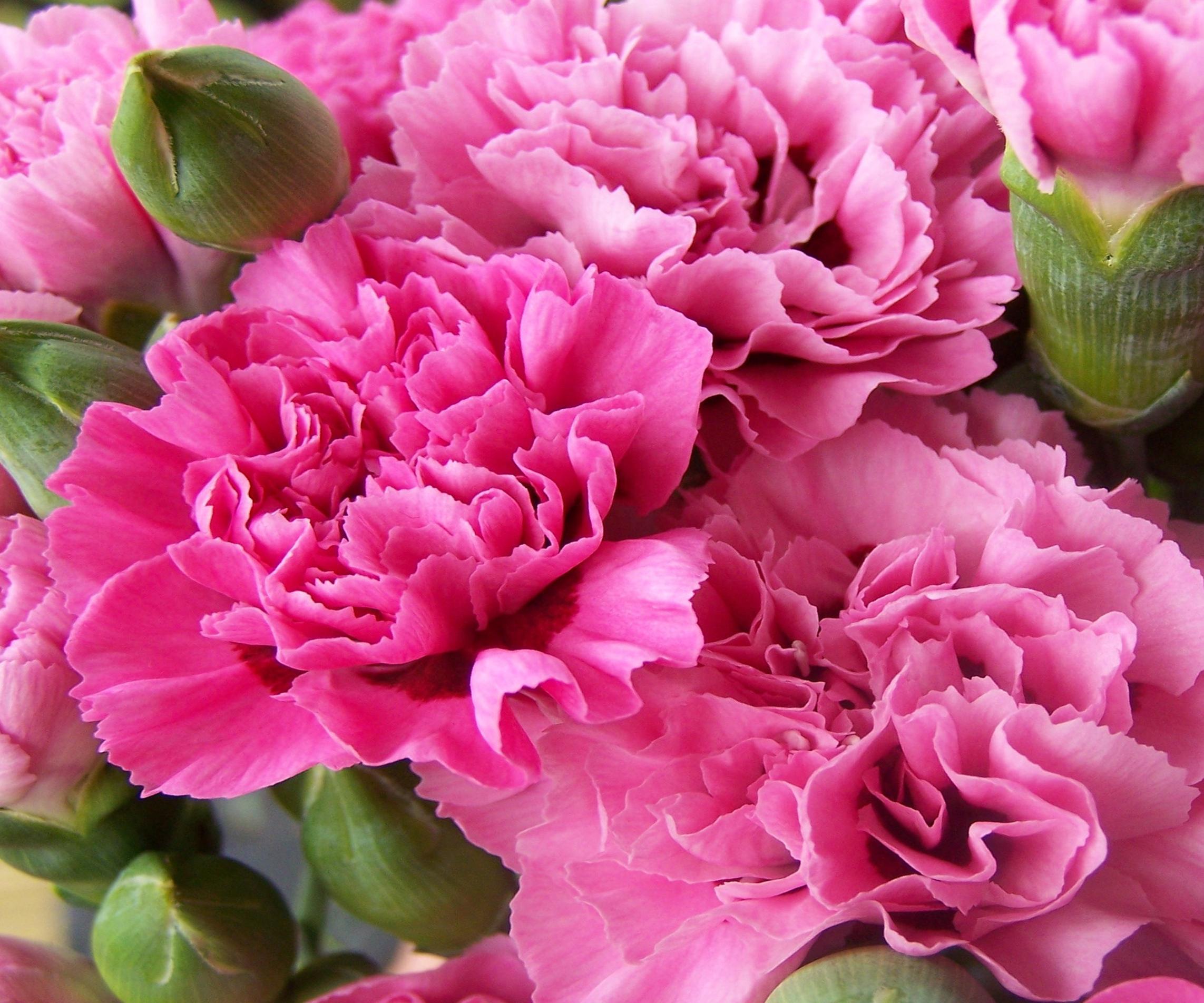 Pink Carnations 10 Widescreen Wallpaper