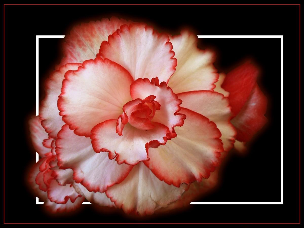 Flower: Pink Carnation Flowers Carnations Amazing Flower Desktop