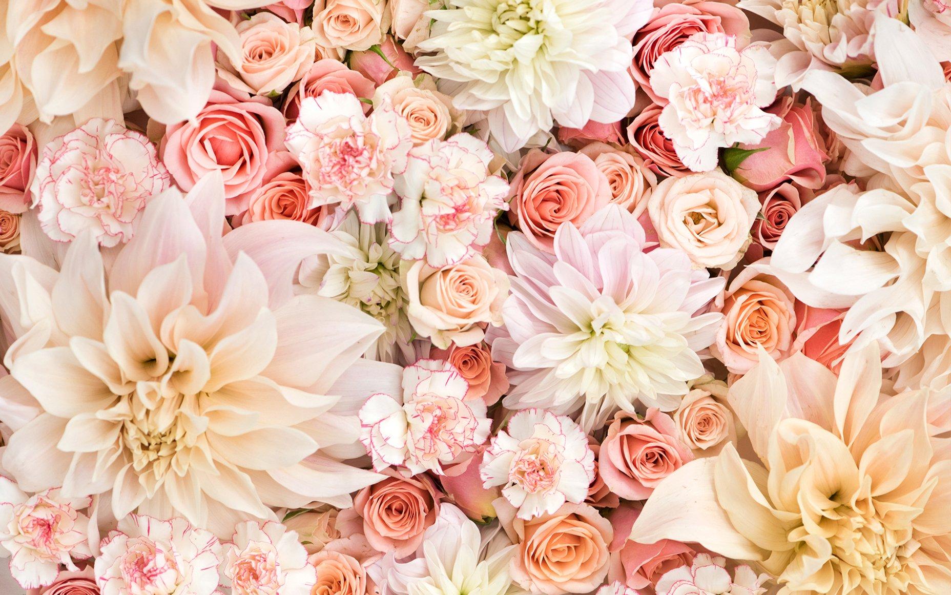 Dahlias, Roses, and Carnations in Pastels Wallpaper and Background