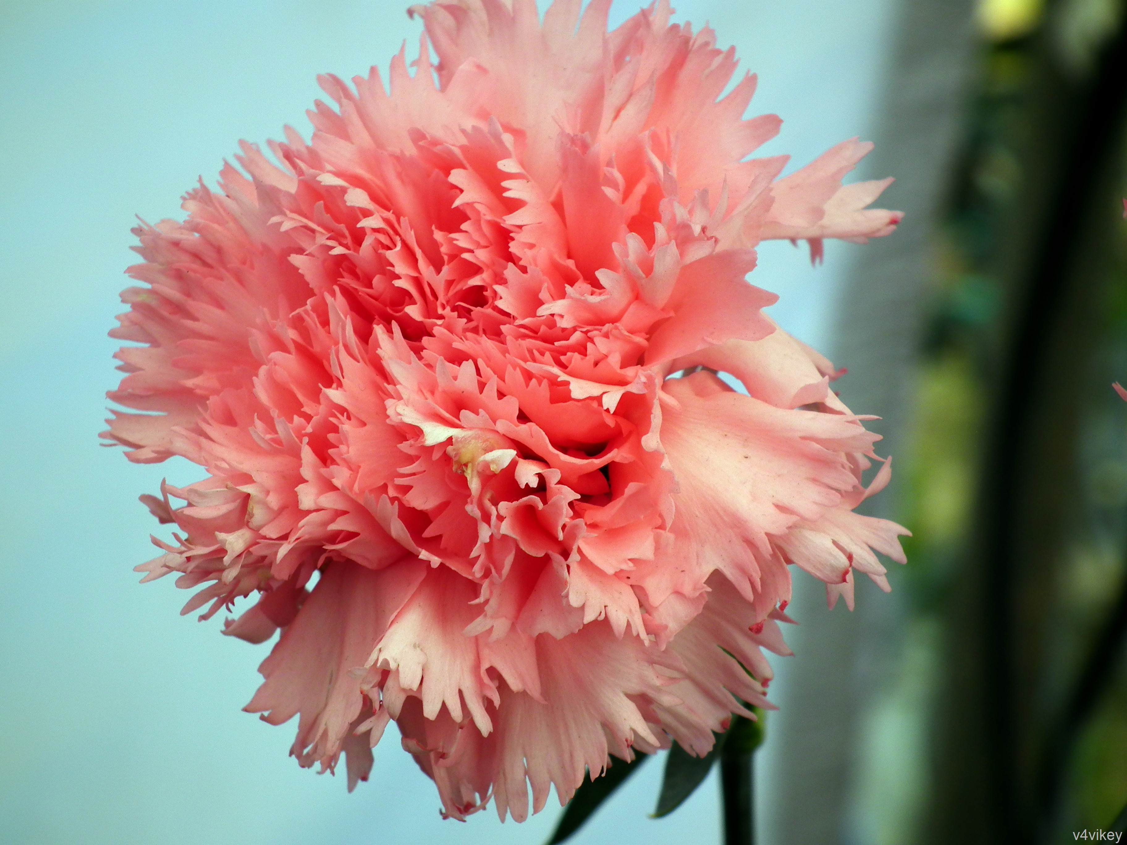 Light Pink Carnation Flower Wallpaper « Wallpaper Tadka