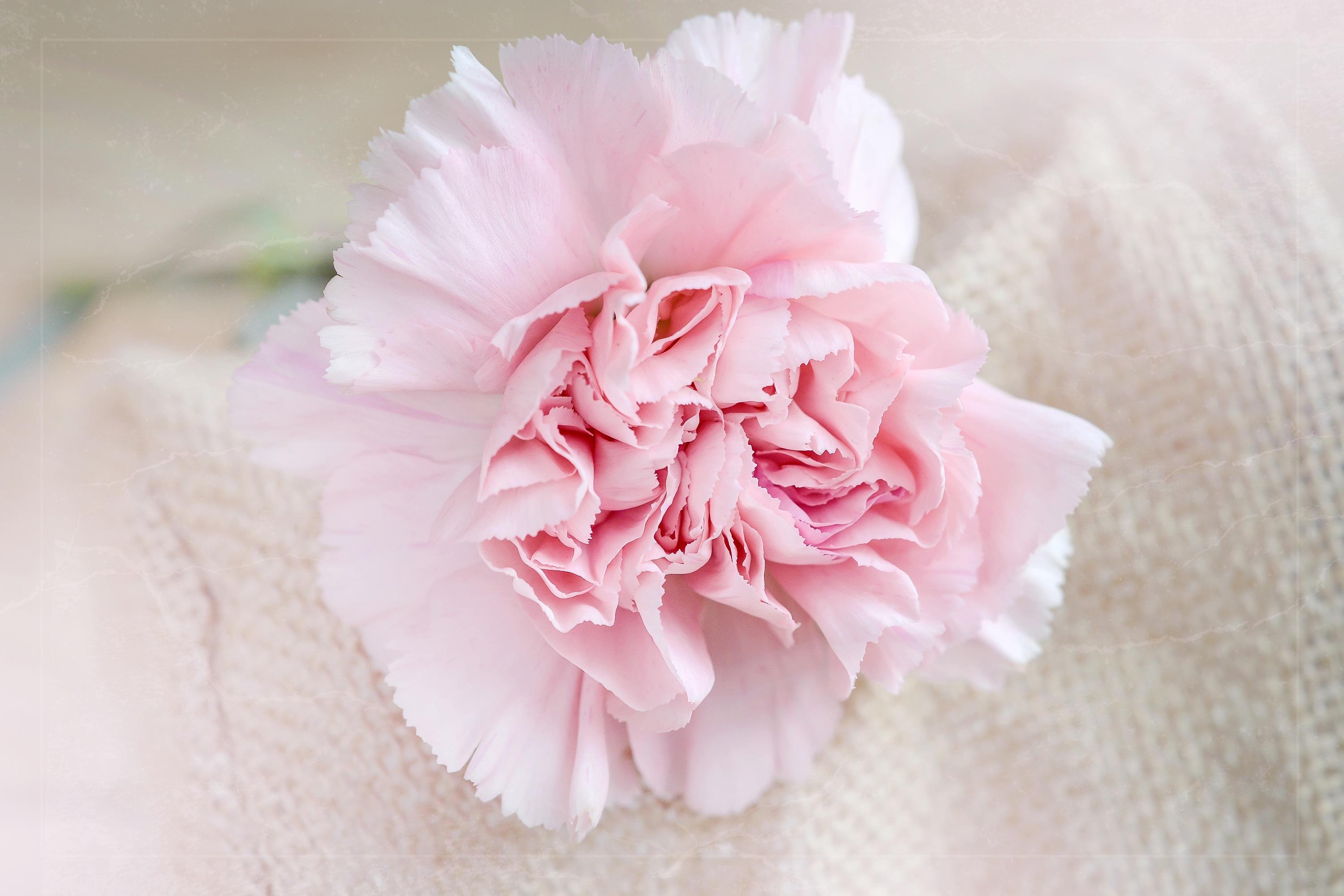 pink flower free image