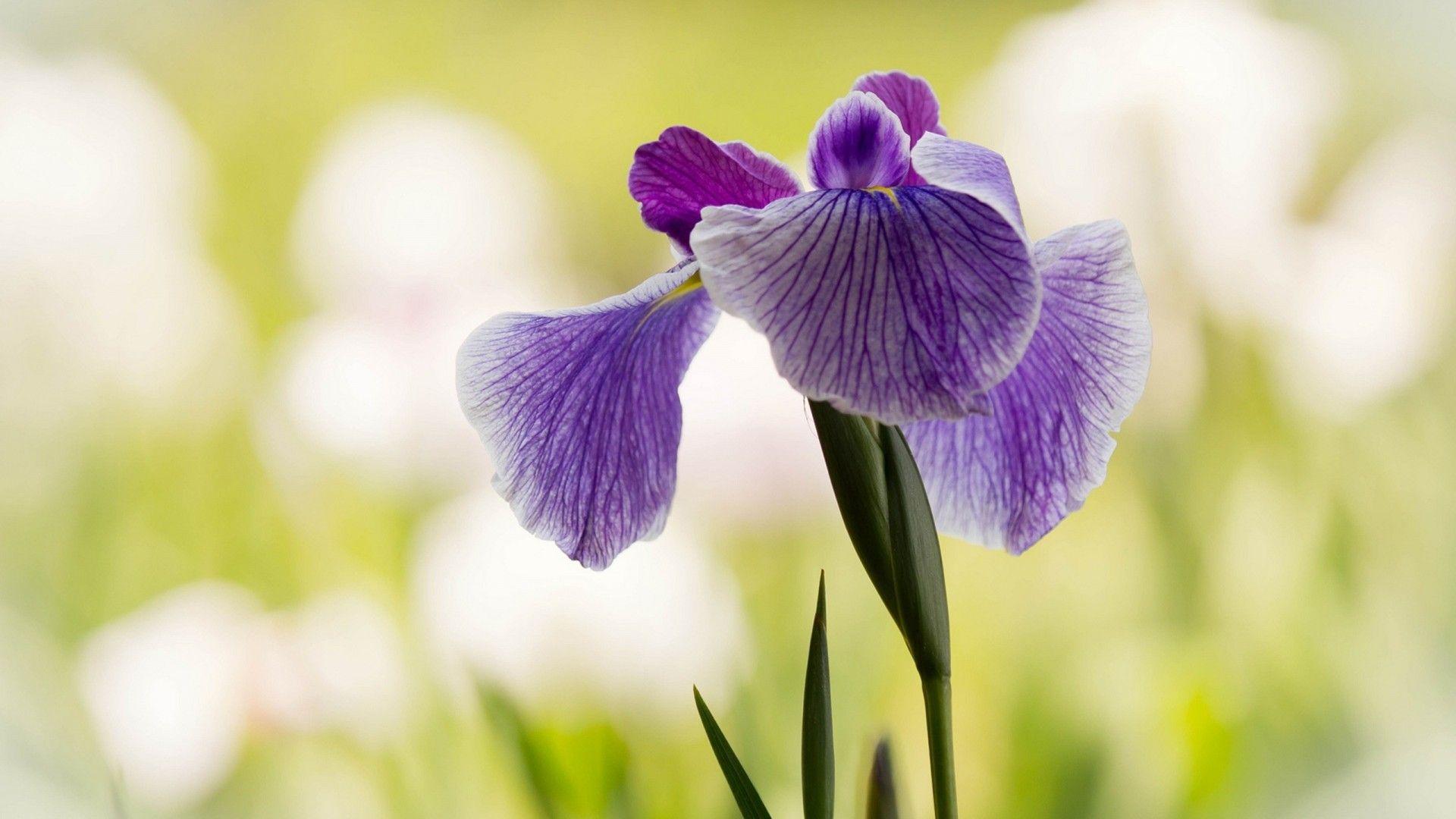 Purple Iris Flower HD Wallpaper. Iris flowers