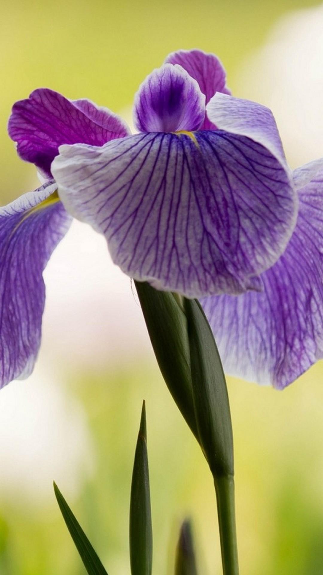 Purple Iris Flower iPhone Wallpaper 3D iPhone Wallpaper