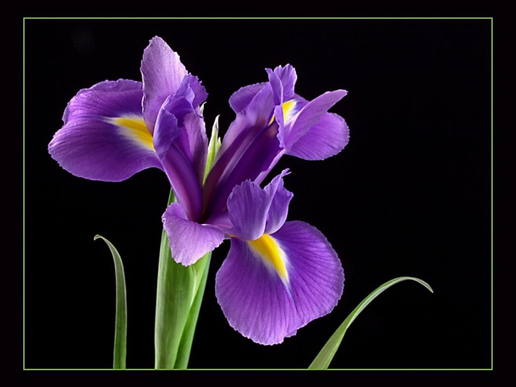 1024x768px Purple Iris Wallpaper