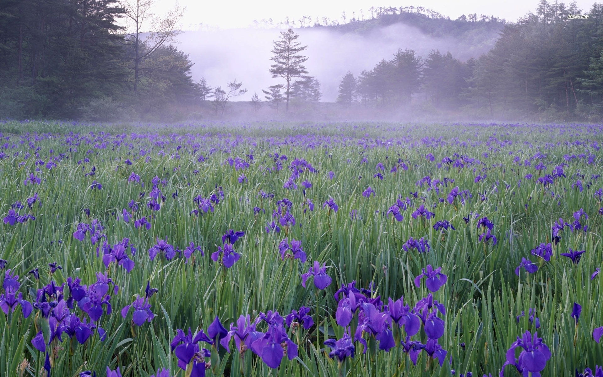 Foggy purple irises wallpaper wallpaper