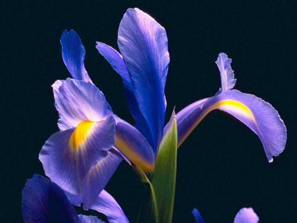 Download Purple iris 51053 High Quality and Resolution Wallpaper