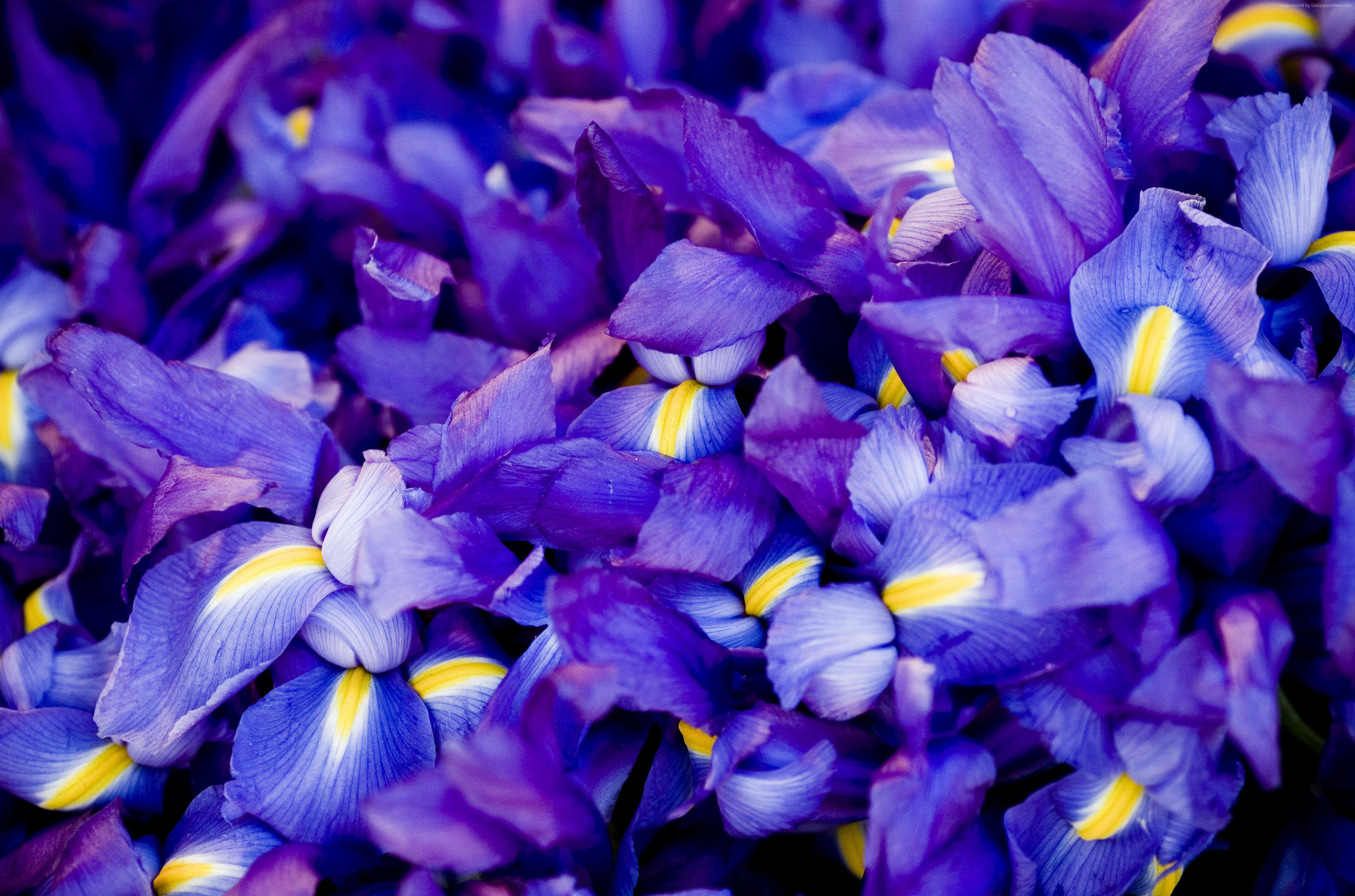 k, #purple, #macro, #flowers, #Iris, k wallpaper. Nature