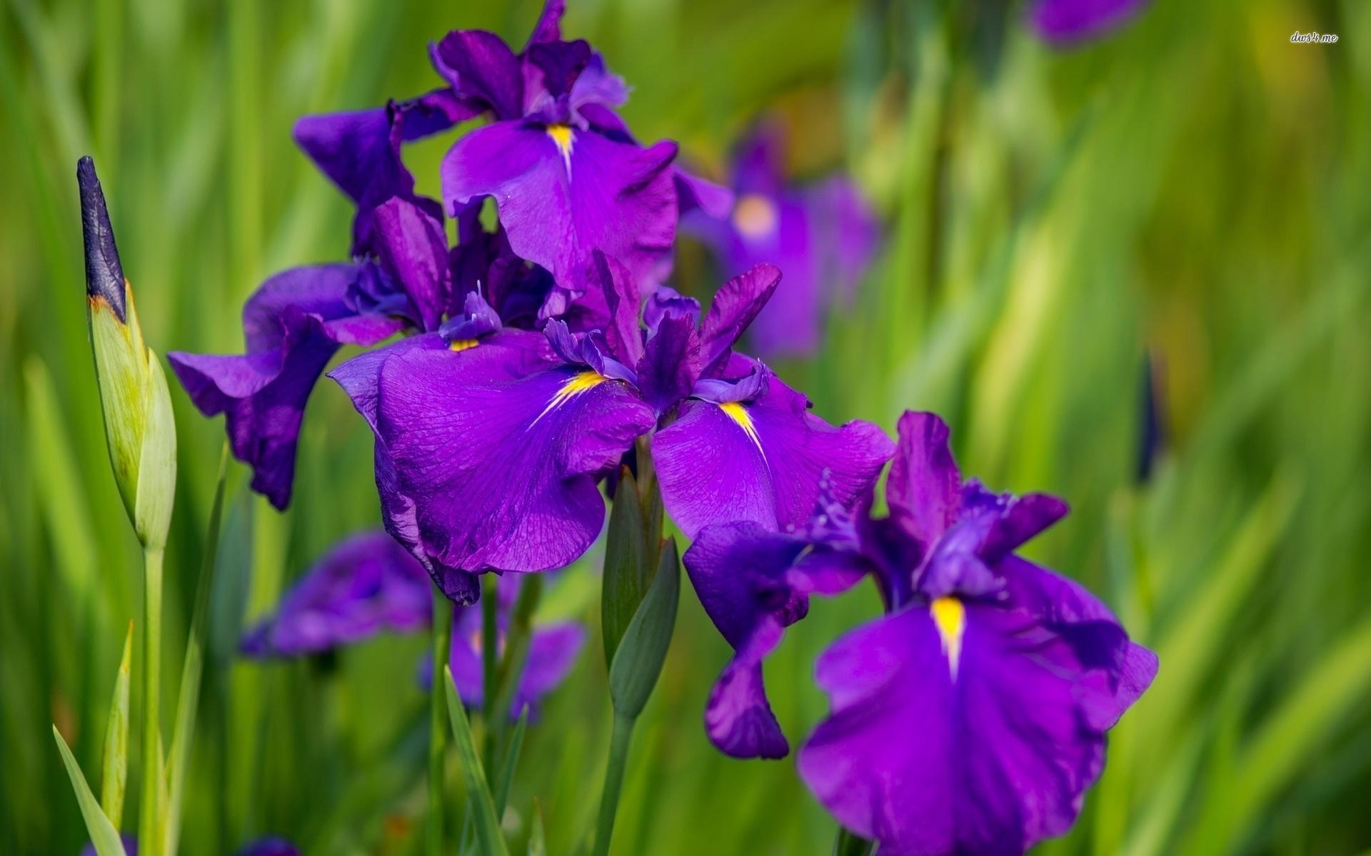 Purple Irises Wallpapers Wallpaper Cave