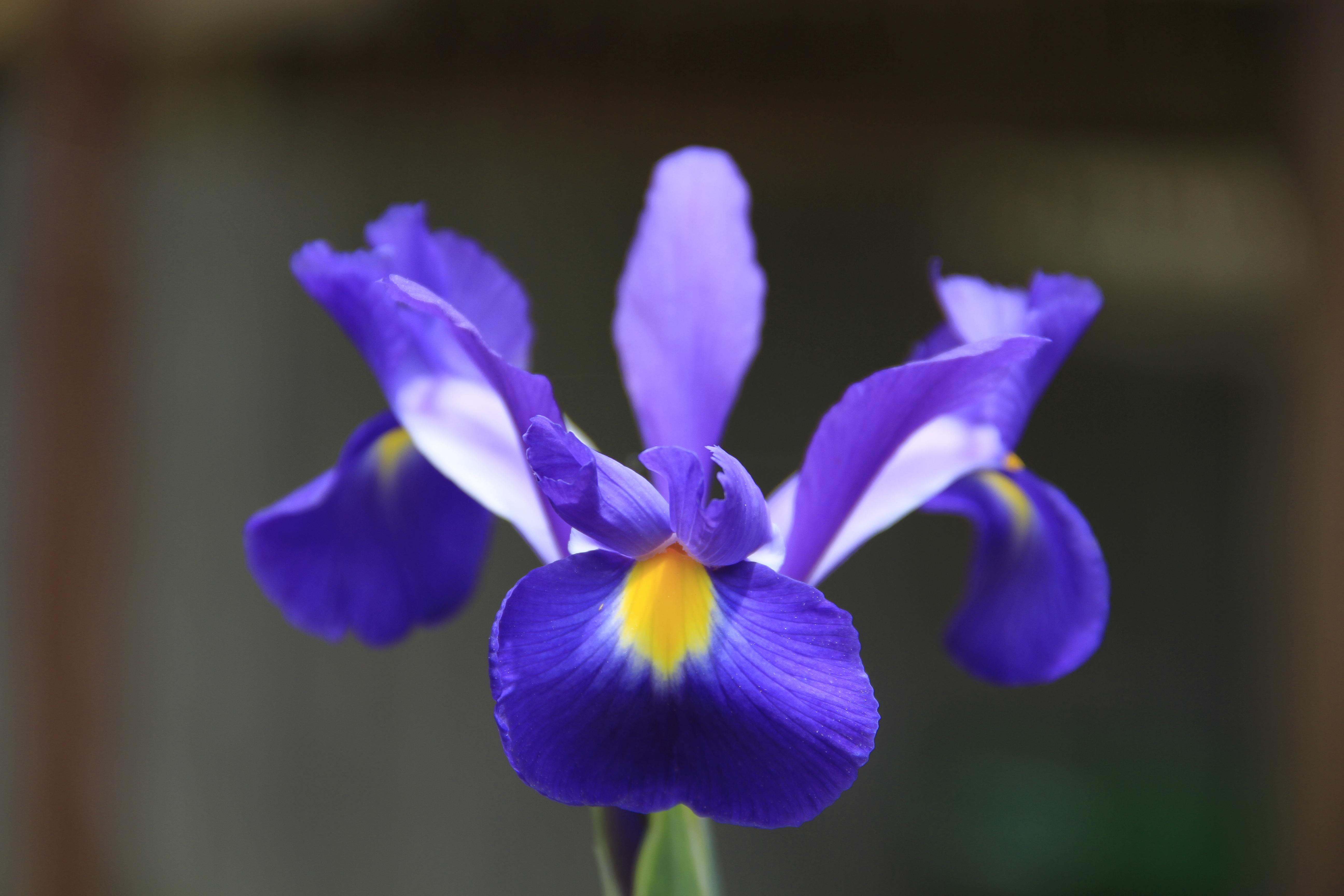 Purple Iris Flower Image. Top Collection of different types