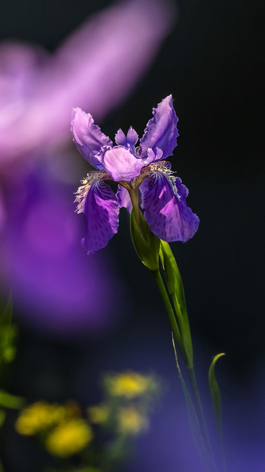 Wallpaper Purple Iris Flower Close Up, Hazy Background 2880x1800 HD