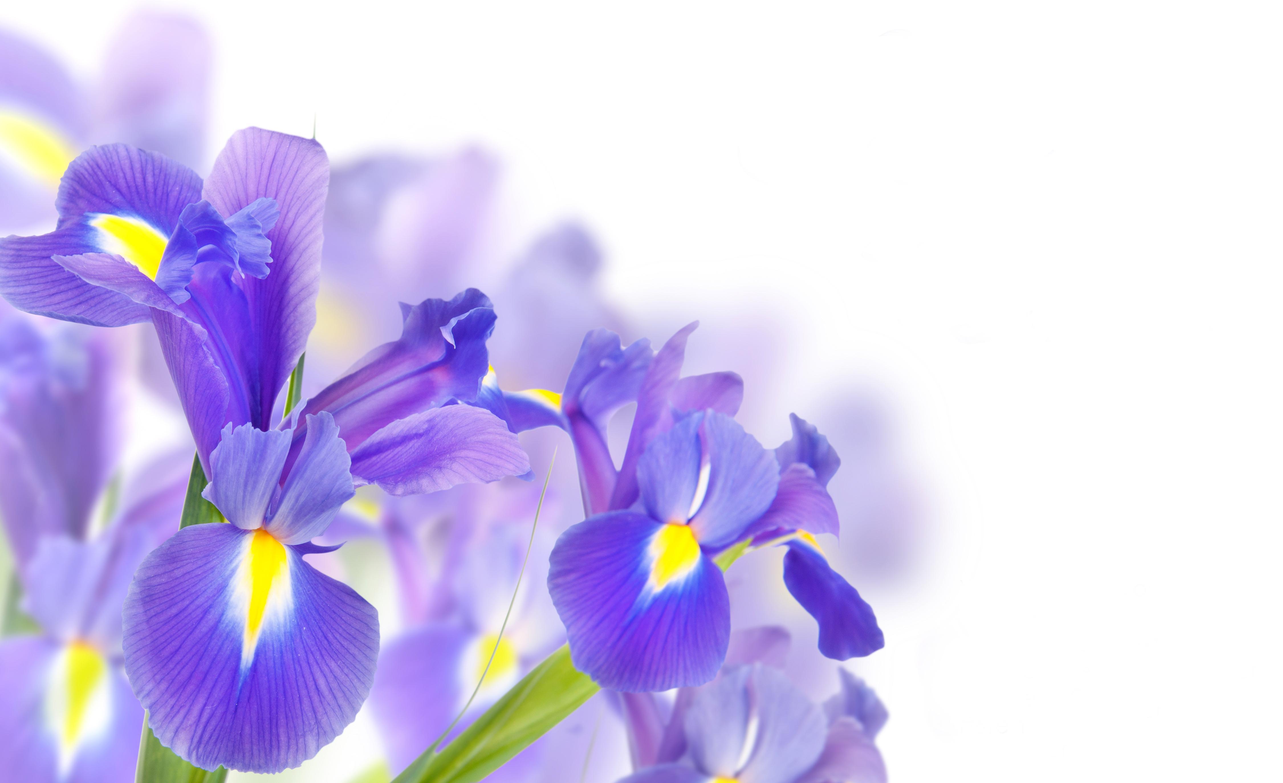 Irises Background. Van Gogh Irises
