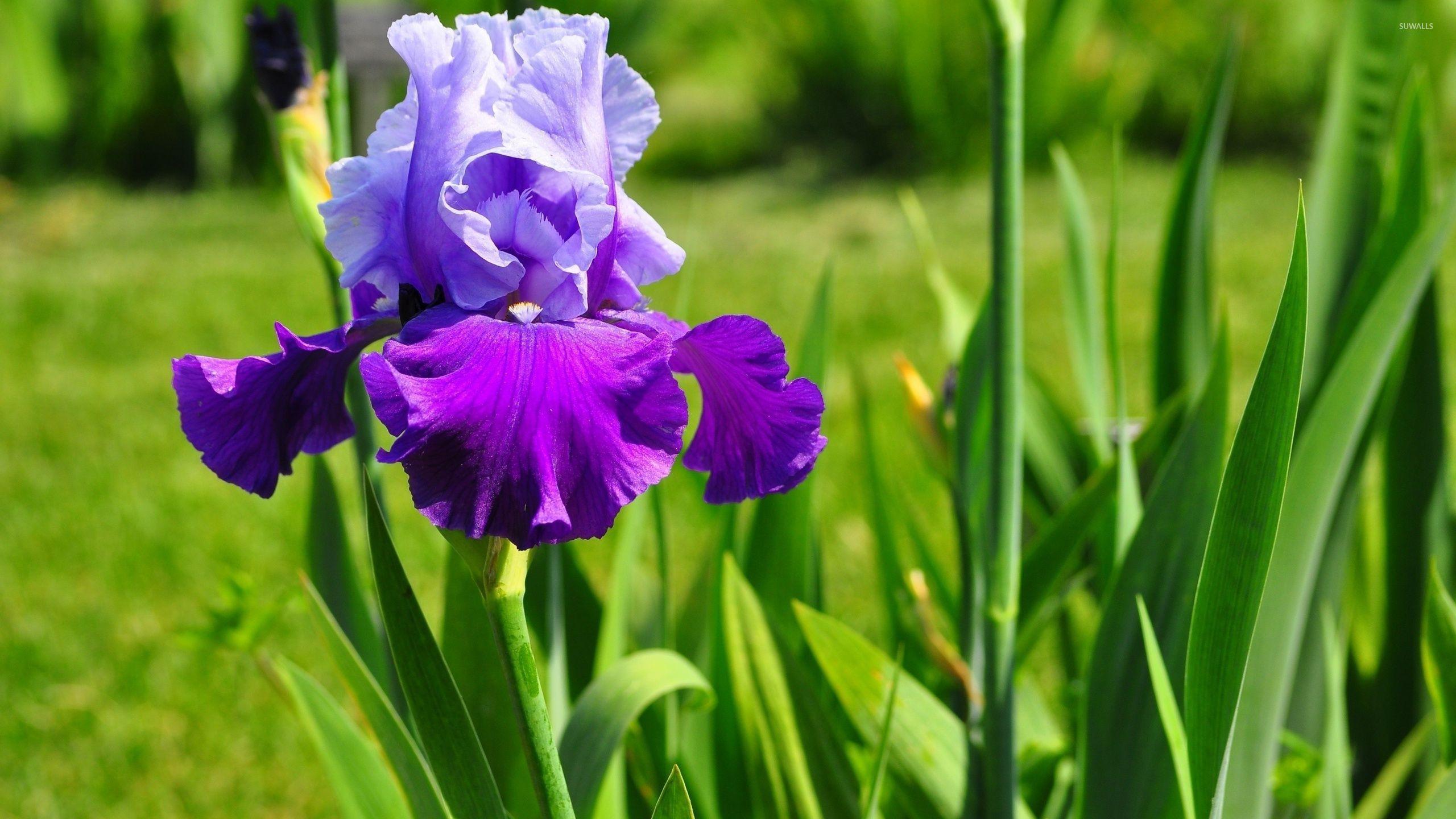 blue iris full download