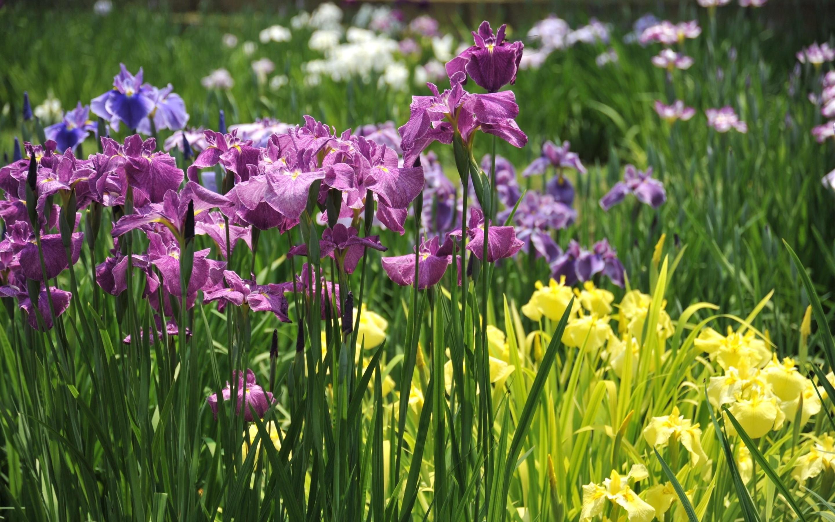 Wallpaper Irises, purple and yellow flowers 2880x1800 HD Picture, Image