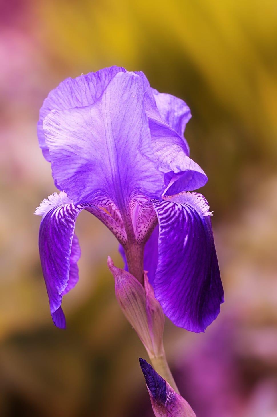 purple iris free image