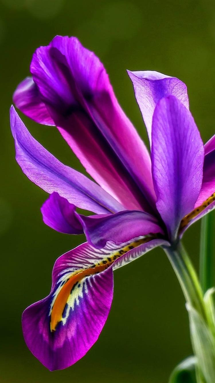 Purple Iris, Black Background 750x1334 IPhone 8 7 6 6S Wallpaper