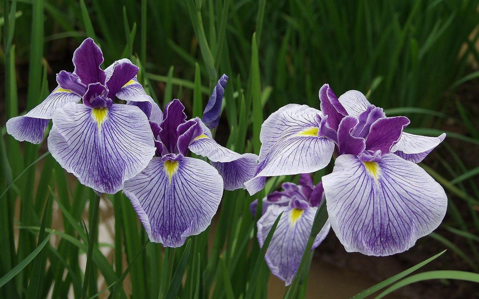 HD Wallpaper: Blue And Purple Iris Flowers, Irises, Herbs, Close Up