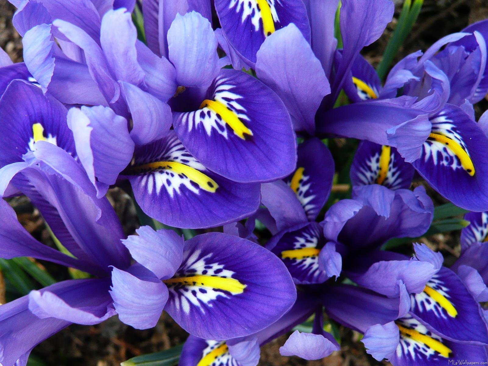 MLe Blue Irises