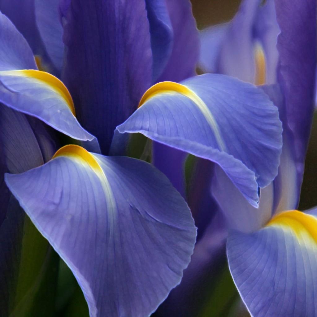 Iris Variety and Plant Care Guide. Auntie Dogma's Garden Spot