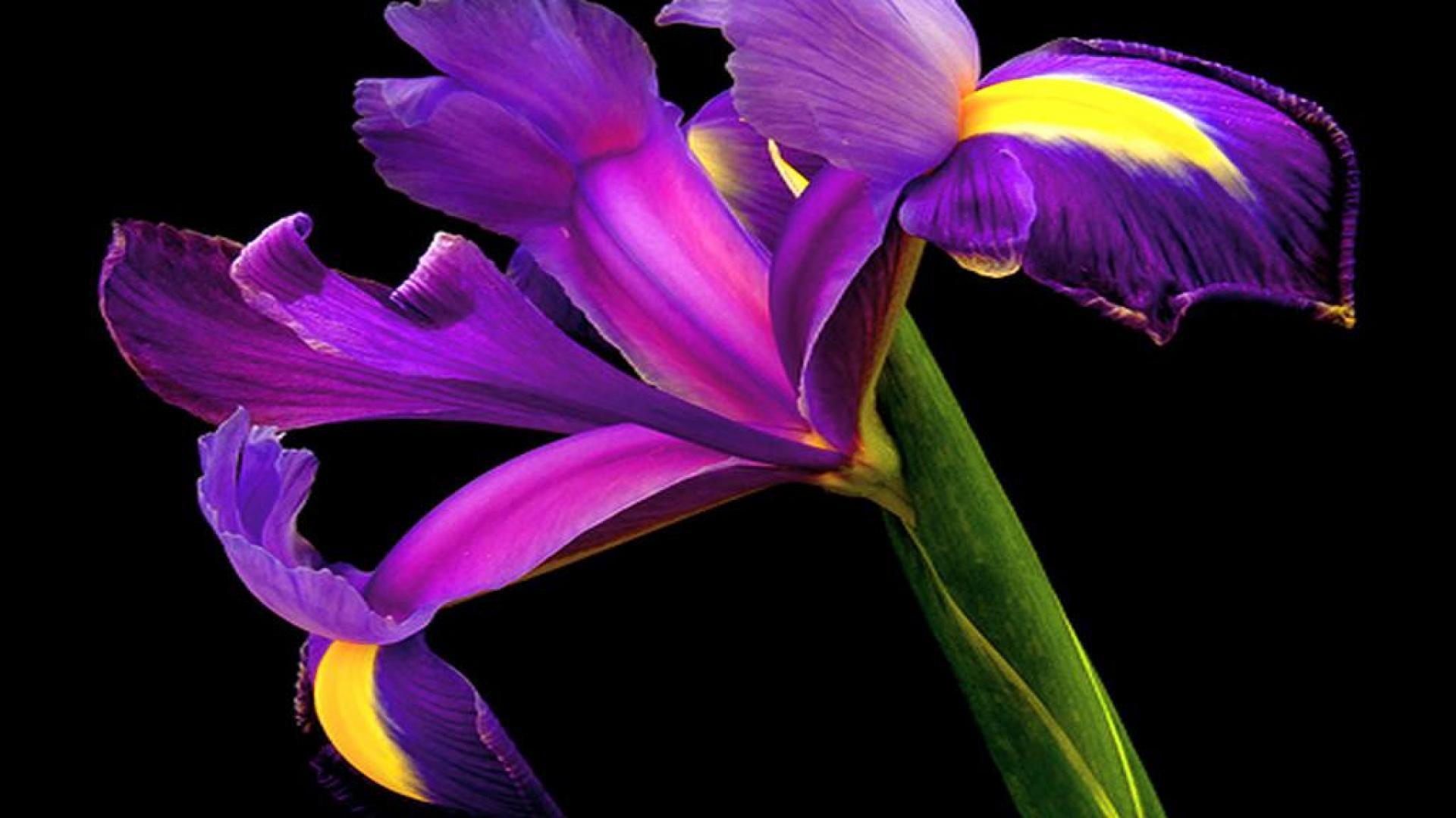 Download Iris on black background wallpaper and image wallpaper