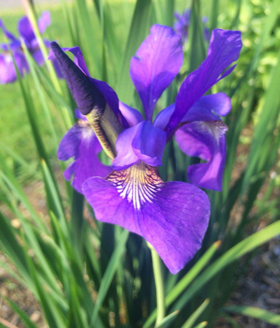 Purple Iris. Wallpaper. Purple iris, Iris, Purple