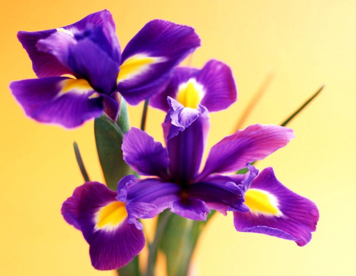 Nature Iris Flower Wallpaper Desktop
