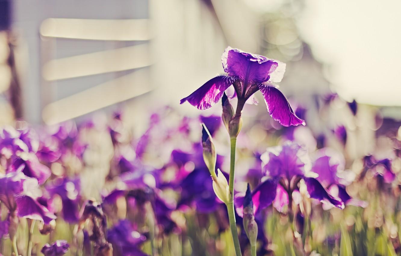 Wallpaper purple, bright, irises image for desktop, section цветы