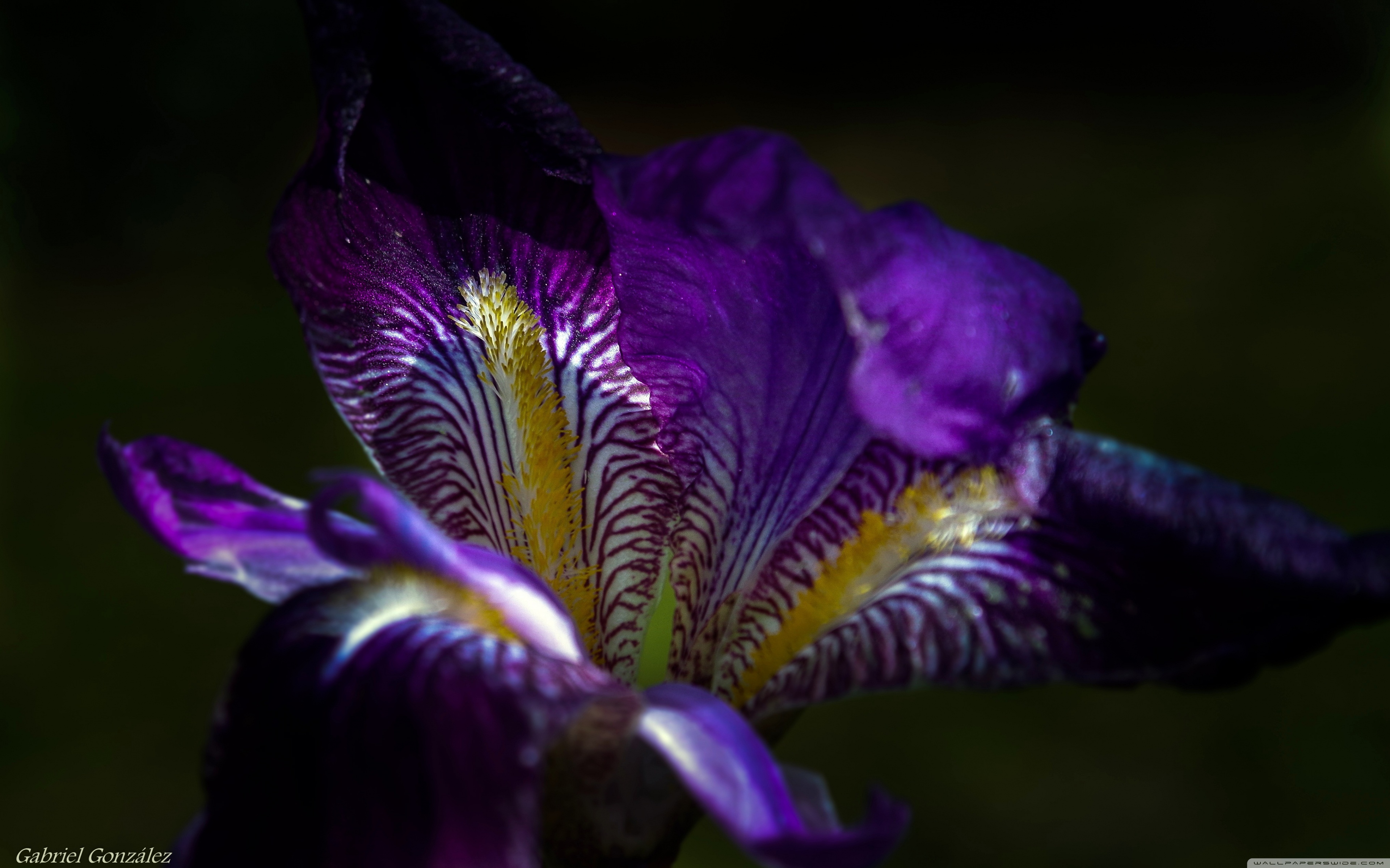 Iris Flower Macro ❤ 4K HD Desktop Wallpaper for 4K Ultra HD TV