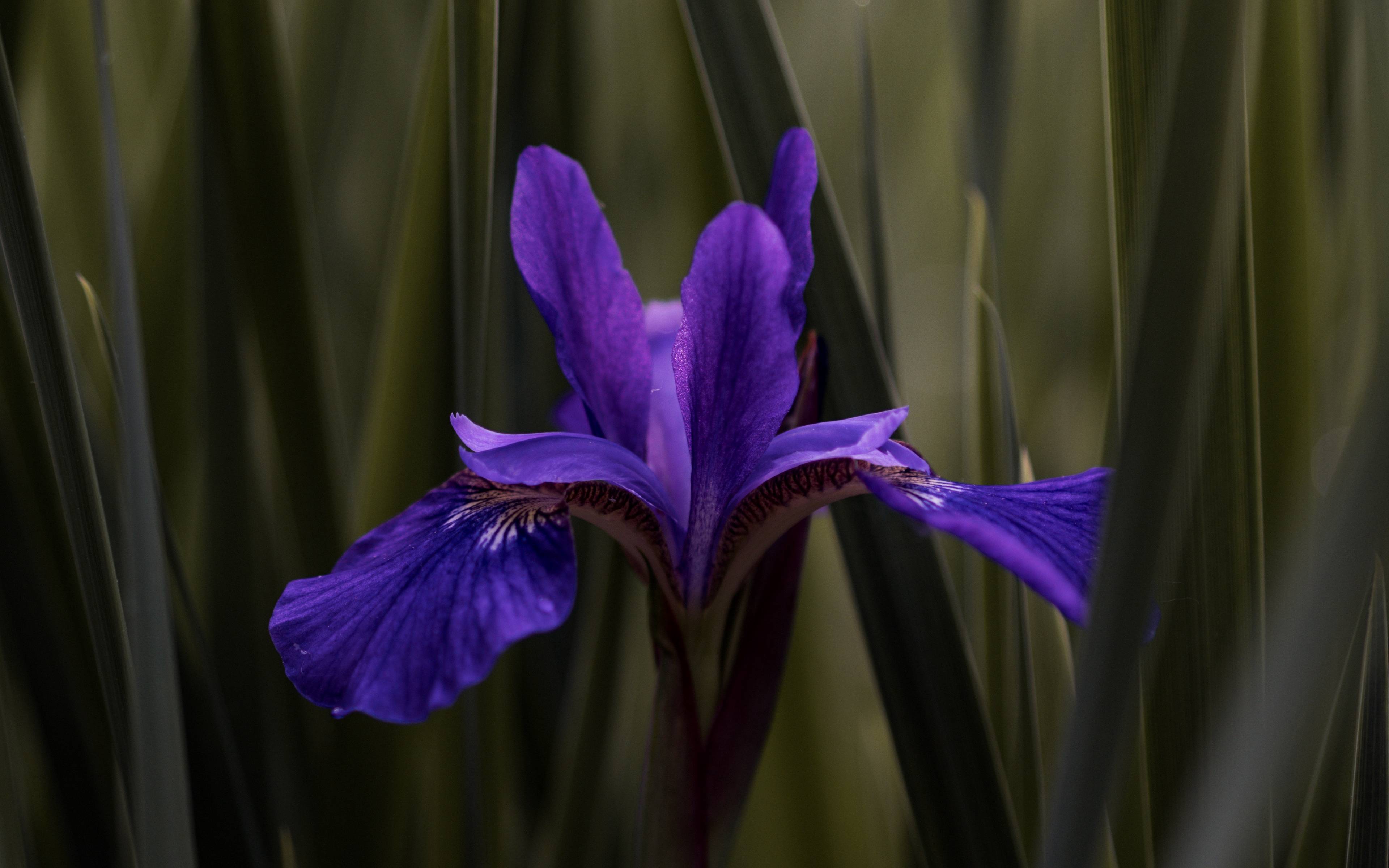 Download wallpaper 3840x2400 iris, flower, purple, leaves, blur 4k