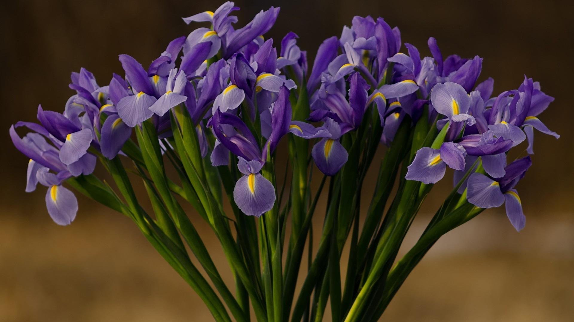 Wallpaper Irises, purple flowers, bouquet 1920x1200 HD Picture, Image