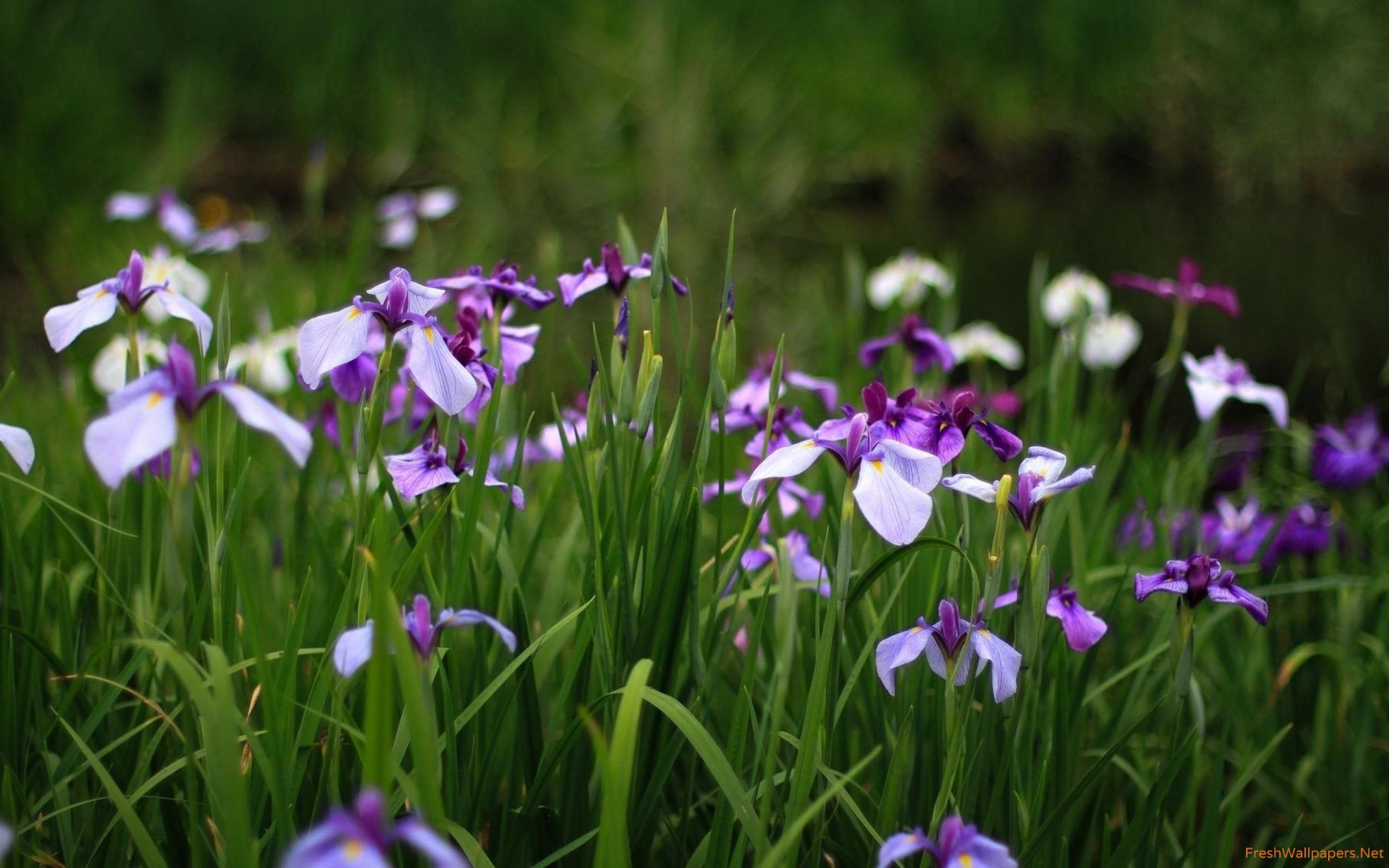 Purple irises wallpaper