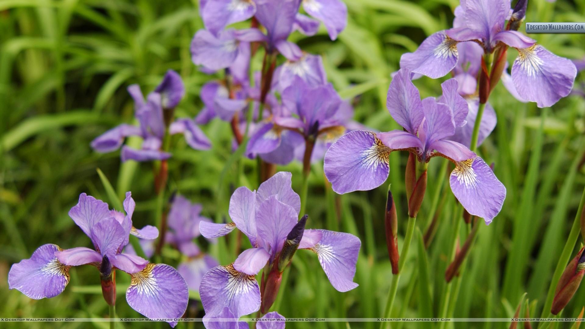 Flowering Irises Wallpaper