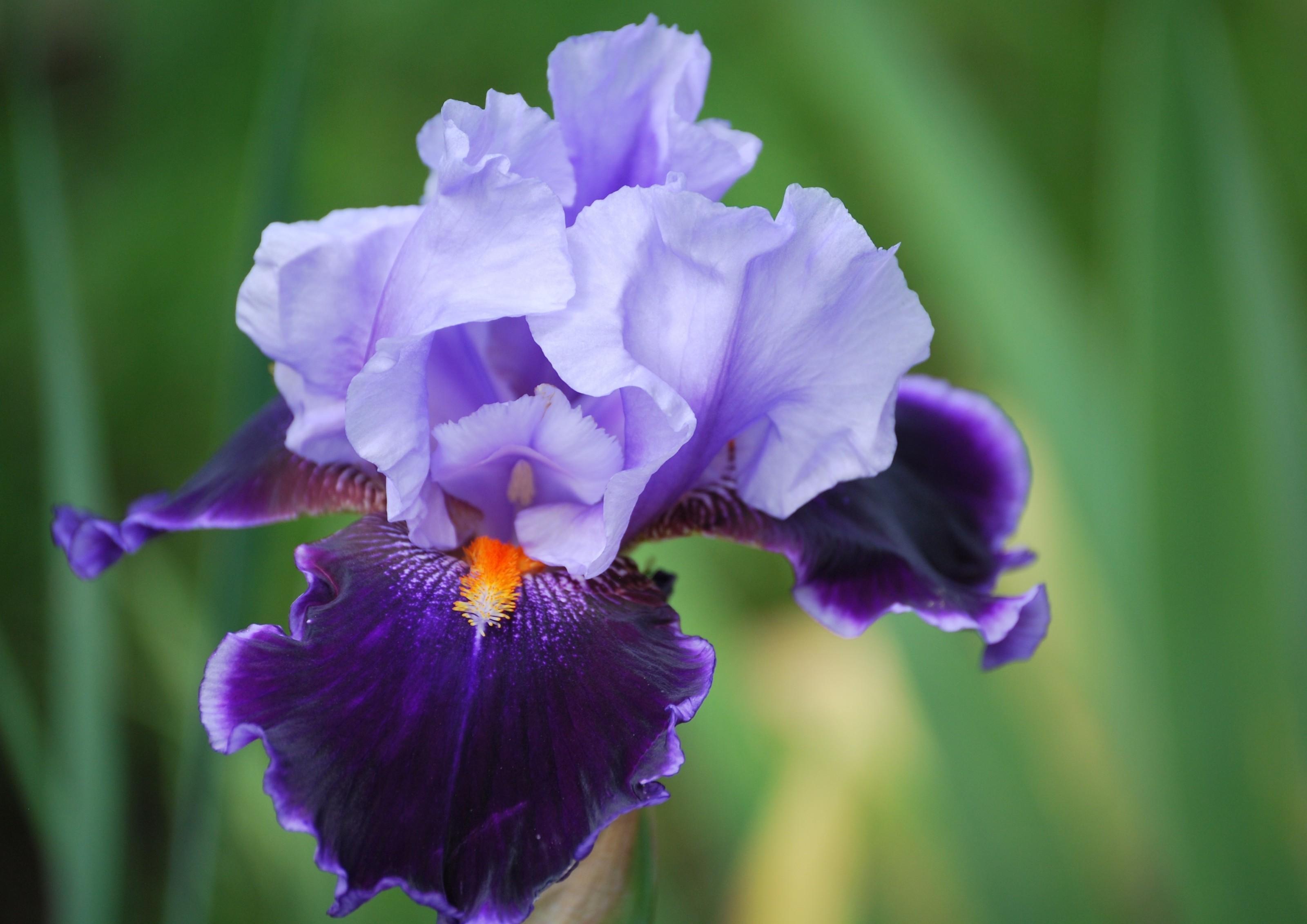 Purple Irises Wallpapers - Wallpaper Cave