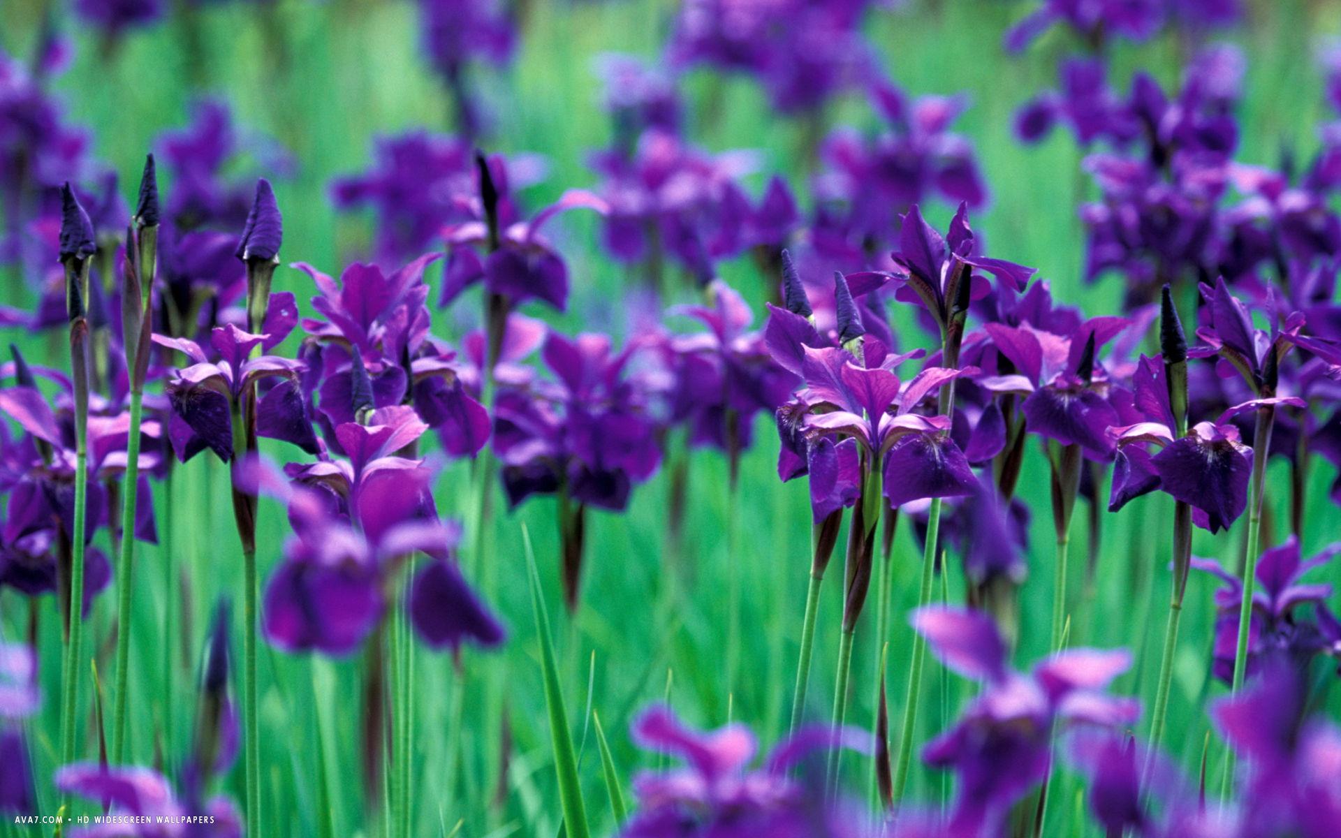 iris flower HD widescreen wallpaper / flowers background