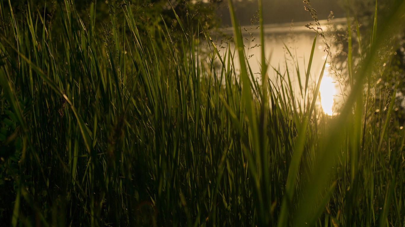 Grass 4k Sunset 1366x768 Resolution HD 4k Wallpaper