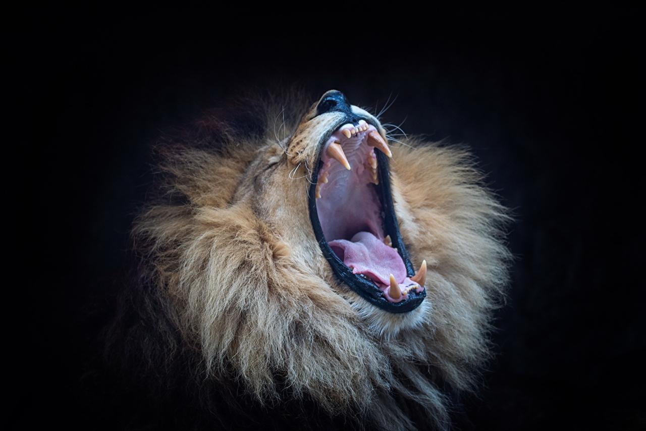 Wallpaper Animals Lions Canine tooth fangs Roar