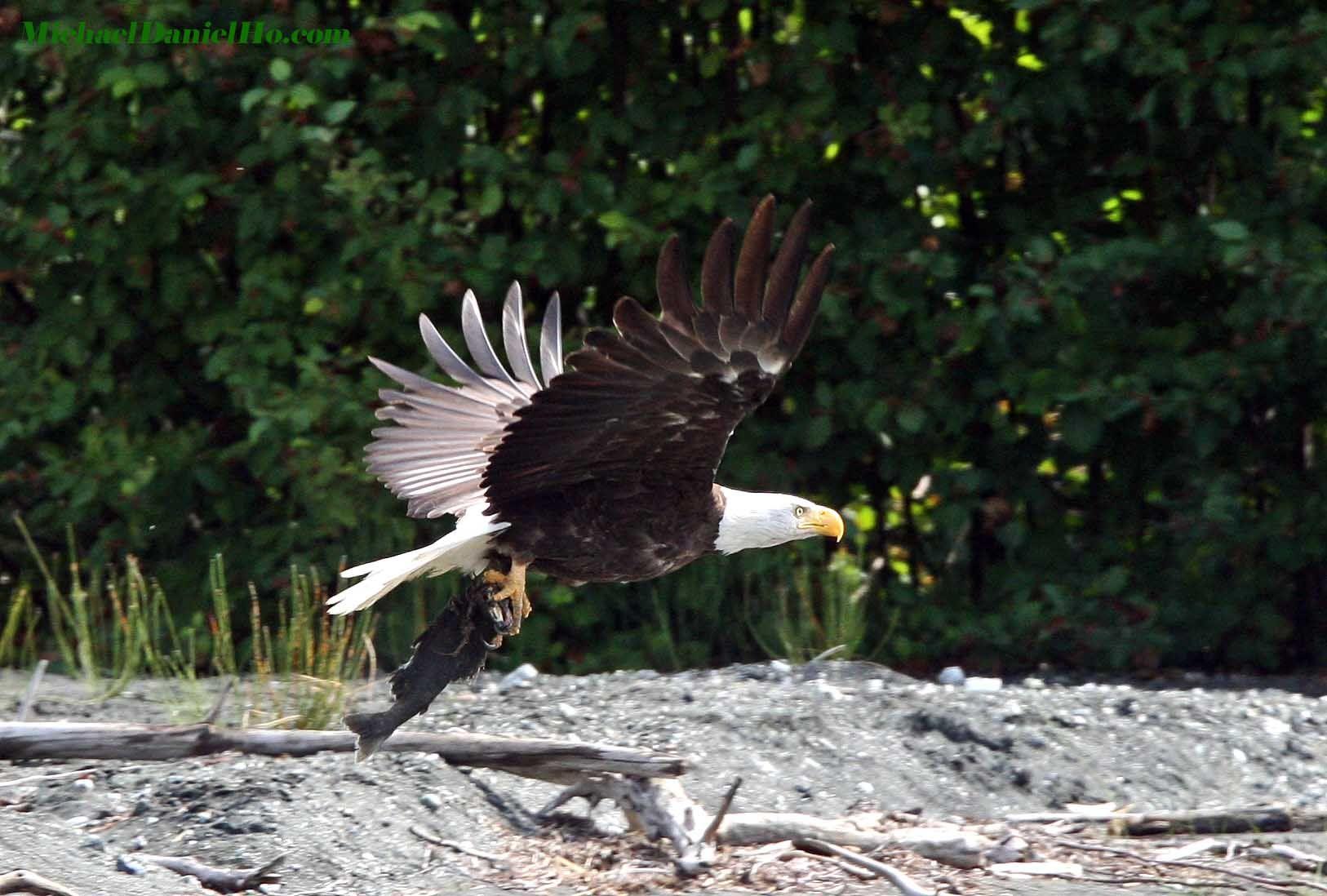 north american wildlife wallpaper