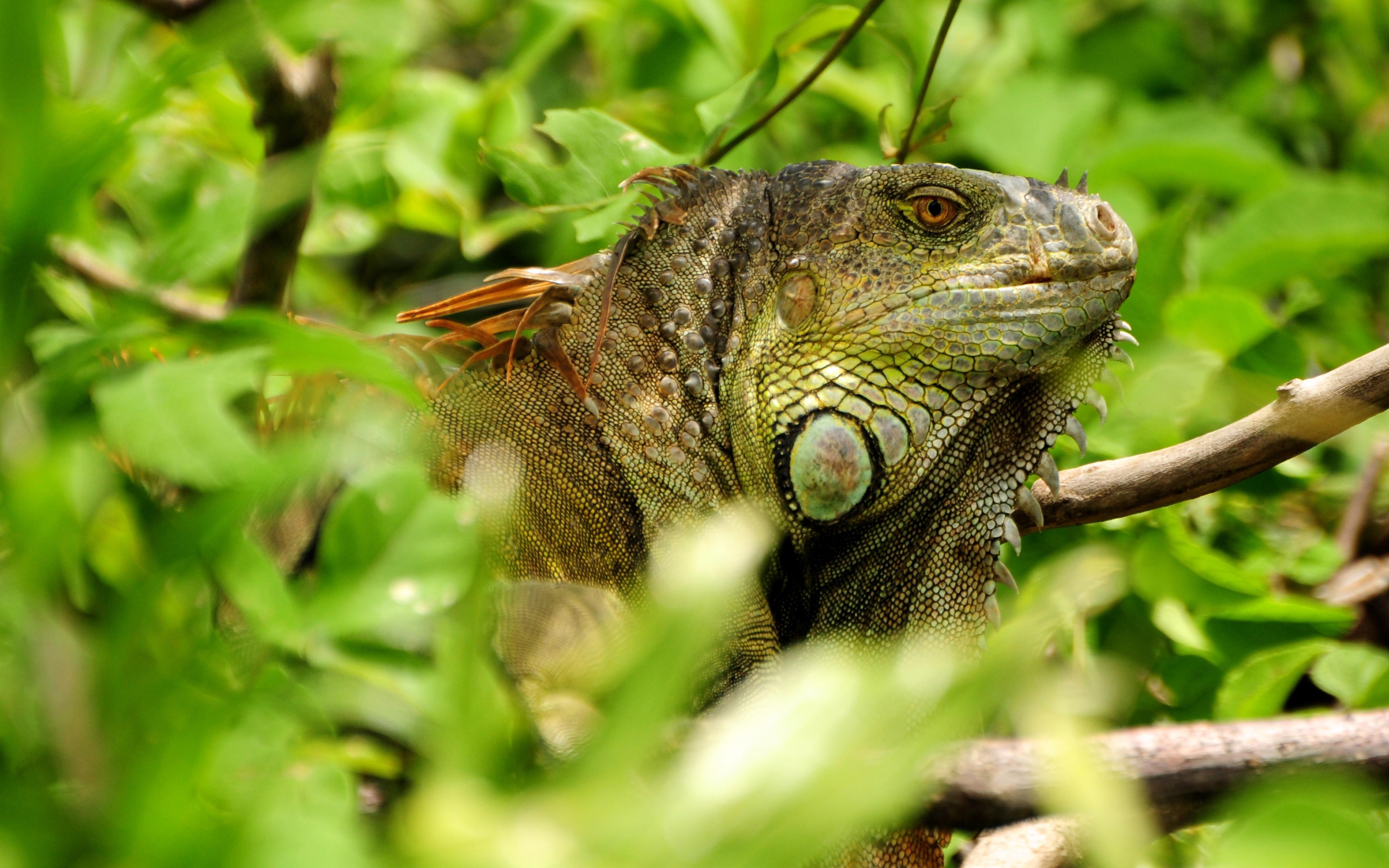 Download wallpaper Green iguana, lizard, 4k, wild nature, forest