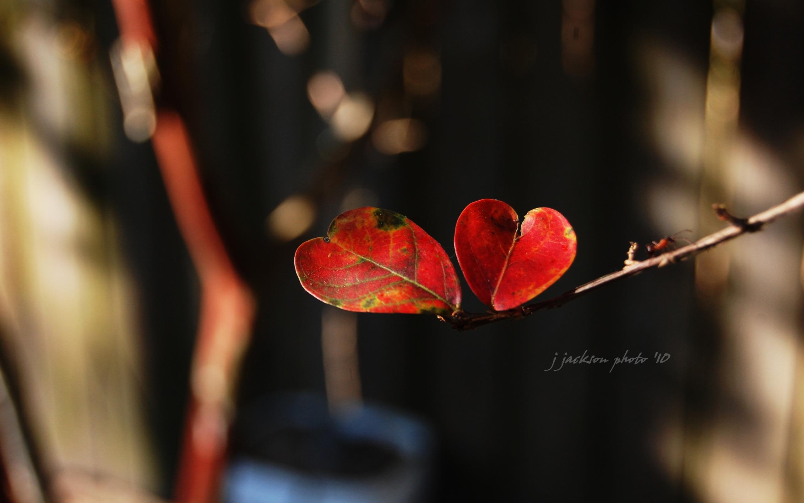 Two Heart Shaped Leaves Widescreen Wallpaper. Wide Wallpaper.NET