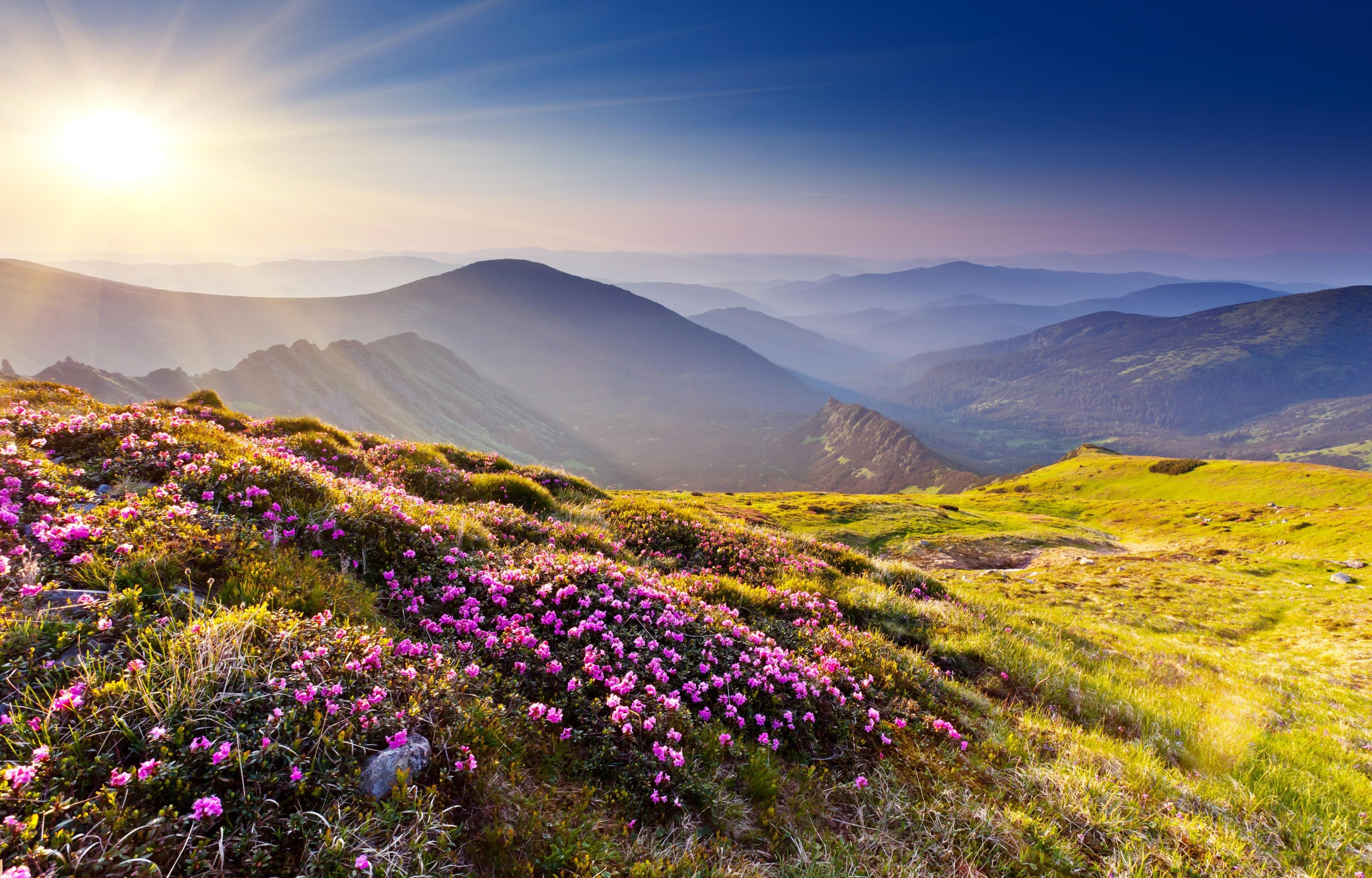 Wallpaper Sunset, Rhododendron flowers, Summer mountains, 4K, Nature