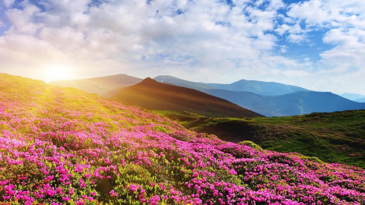 Wallpaper Rhododendron flowers, Mountain, Summer, Pink, 4K, Nature