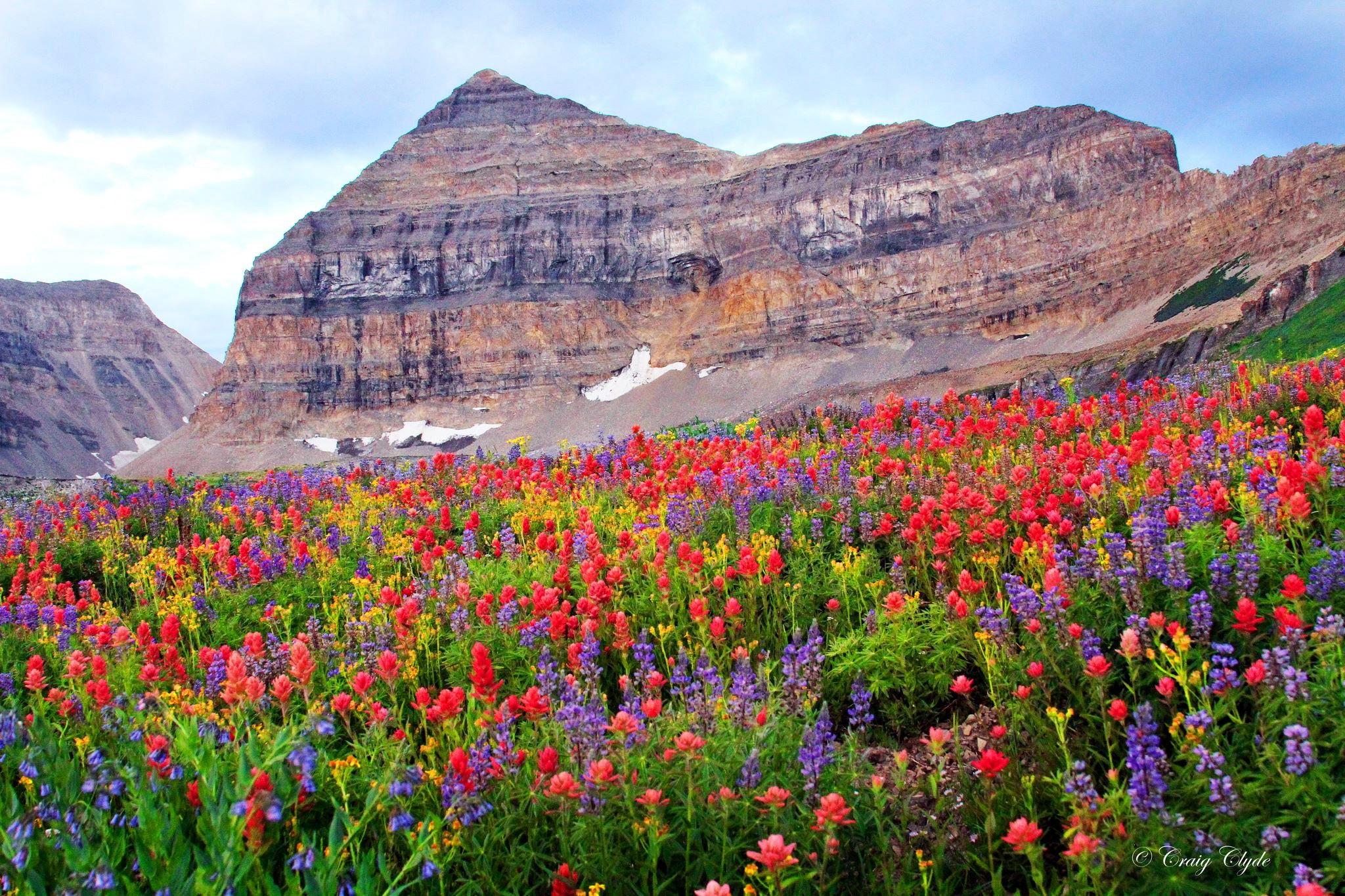 Mountains: Sky Slope Utah Cliffs Mountain Bluebells Spring Colorful